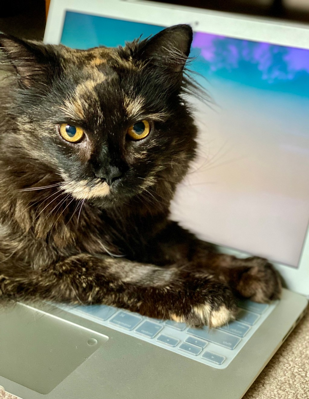 A beautiful long haired tortoise shell cat lying on a laptop keyboard