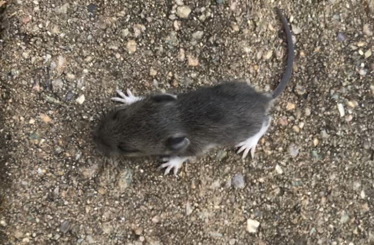 How (and Why) to Manage Rodents 🐀without&nbsp;Poison