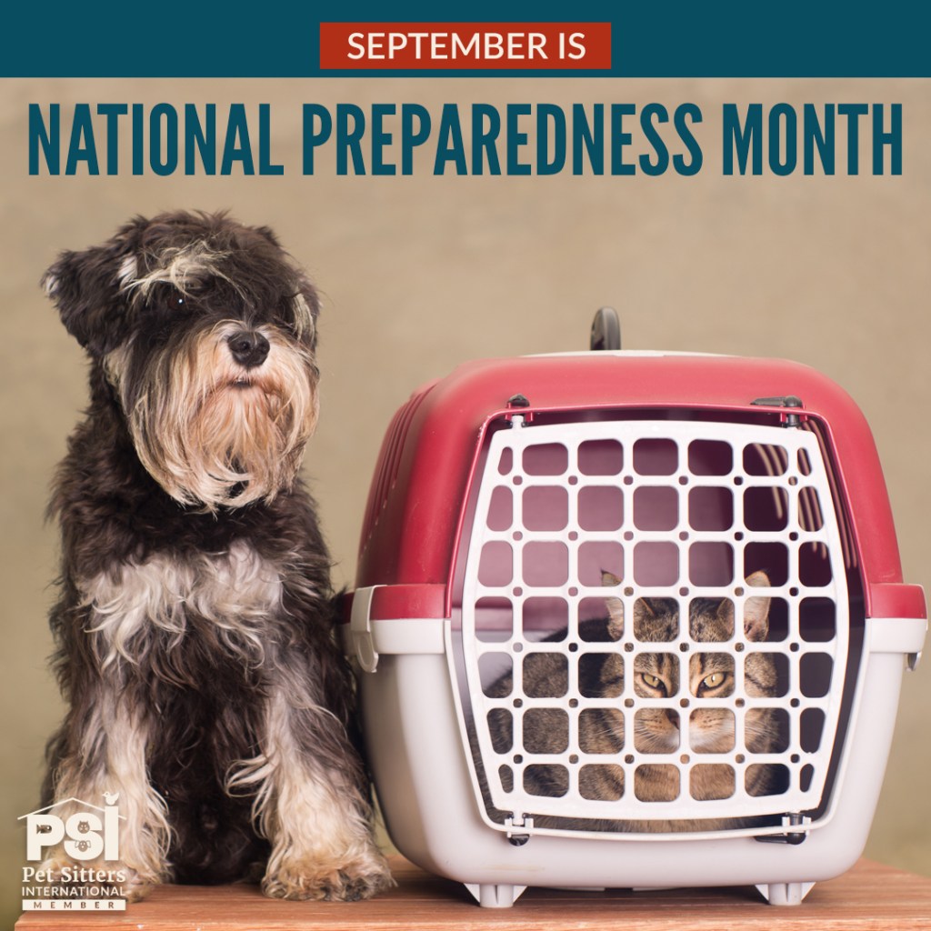 Adorable black and white terrier sitting next to a tabby cat in a carrier.
