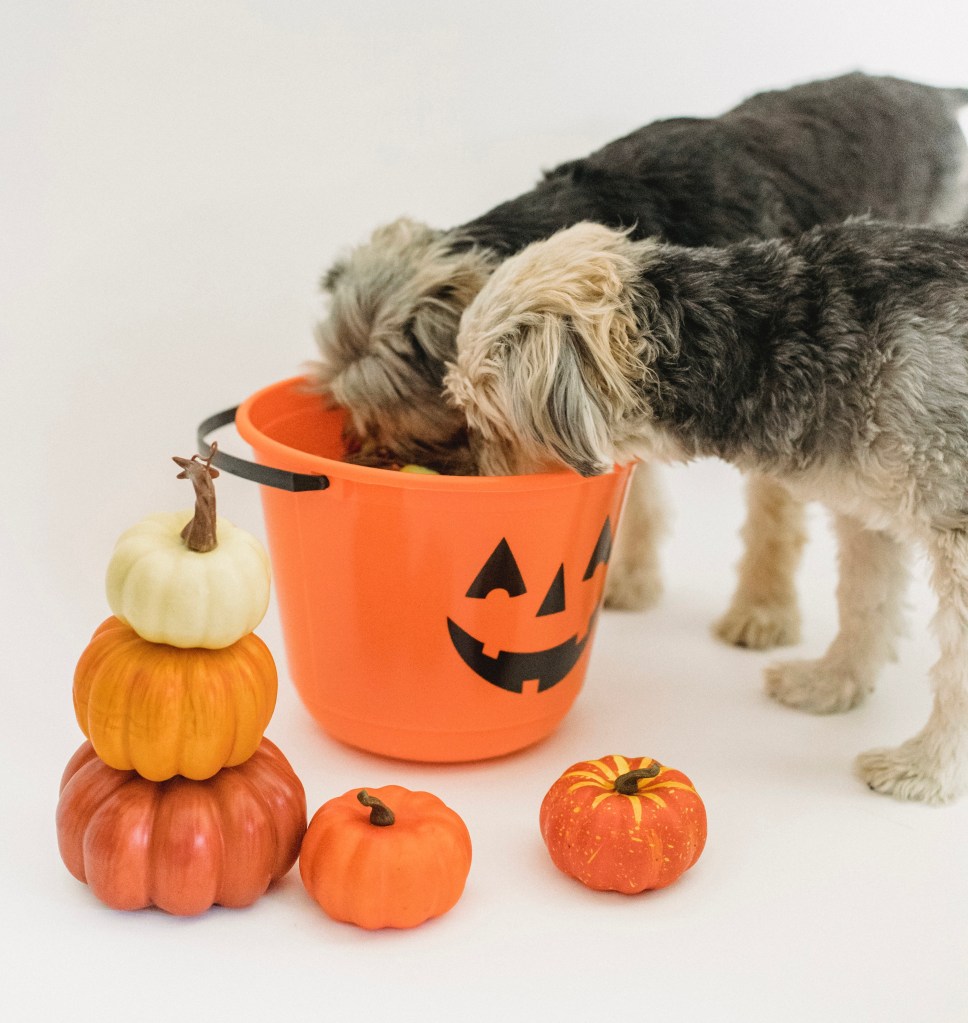 How Much Chocolate🍫is TOO MUCH Chocolate for your&nbsp;Dog🐕‍🦺?