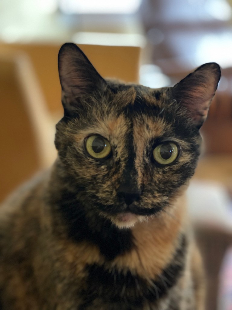 NATIONAL RESPECT YOUR CAT&nbsp;DAY